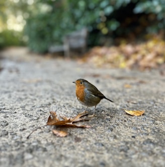 a small bird standing on top of a sidewalk