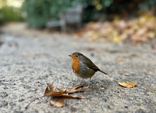 a small bird standing on top of a sidewalk