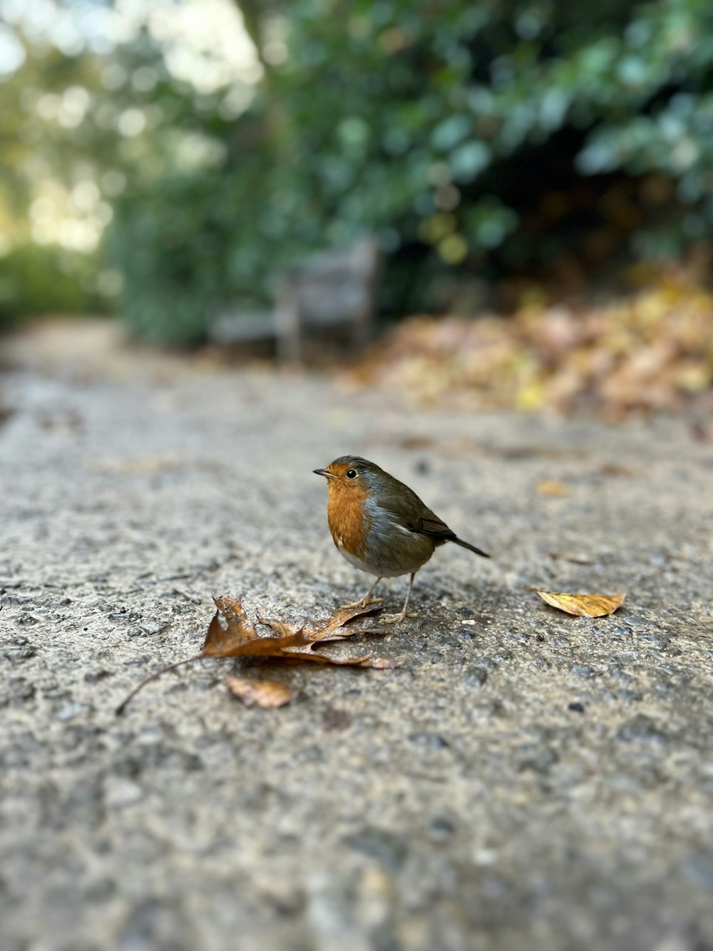 a small bird standing on top of a sidewalk