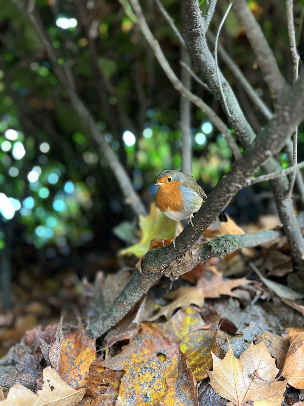 a small bird is sitting on a branch