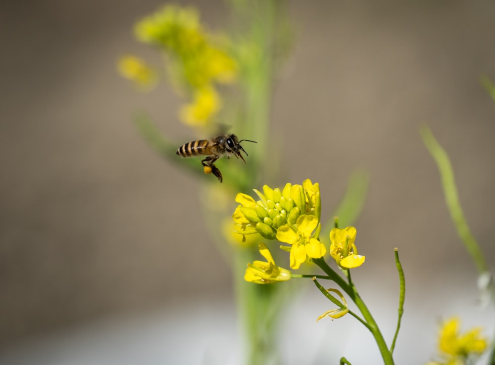 a bee flying away from a yellow flower