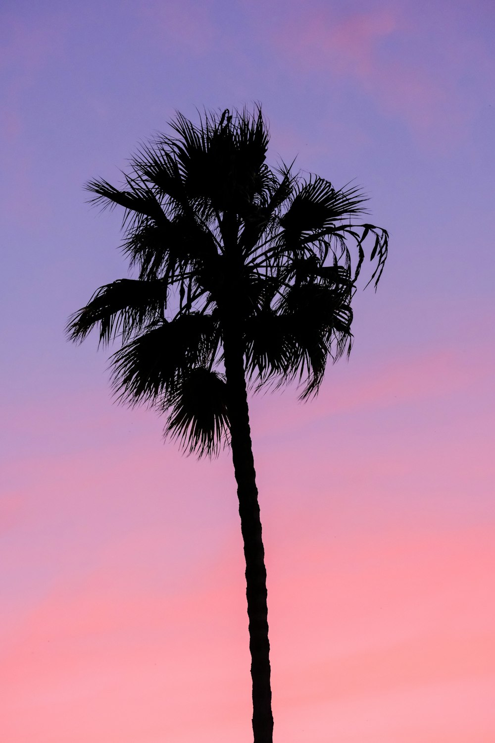 a silhouette of a palm tree against a pink and purple sky