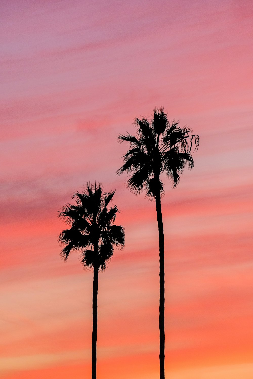 two palm trees are silhouetted against a colorful sky