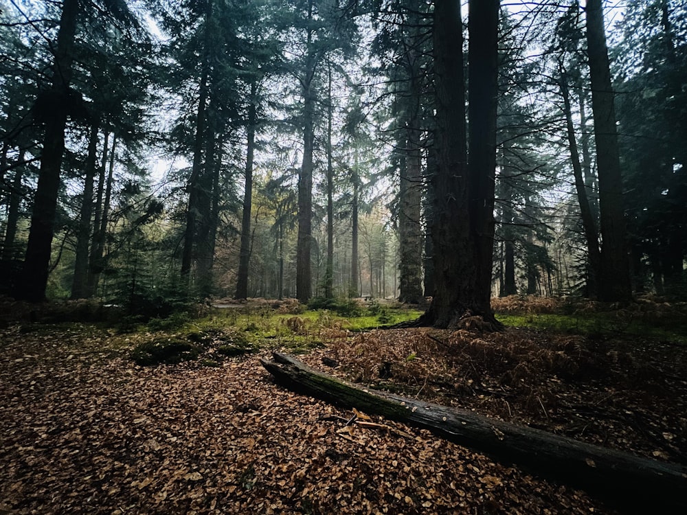 Une forêt remplie de grands arbres