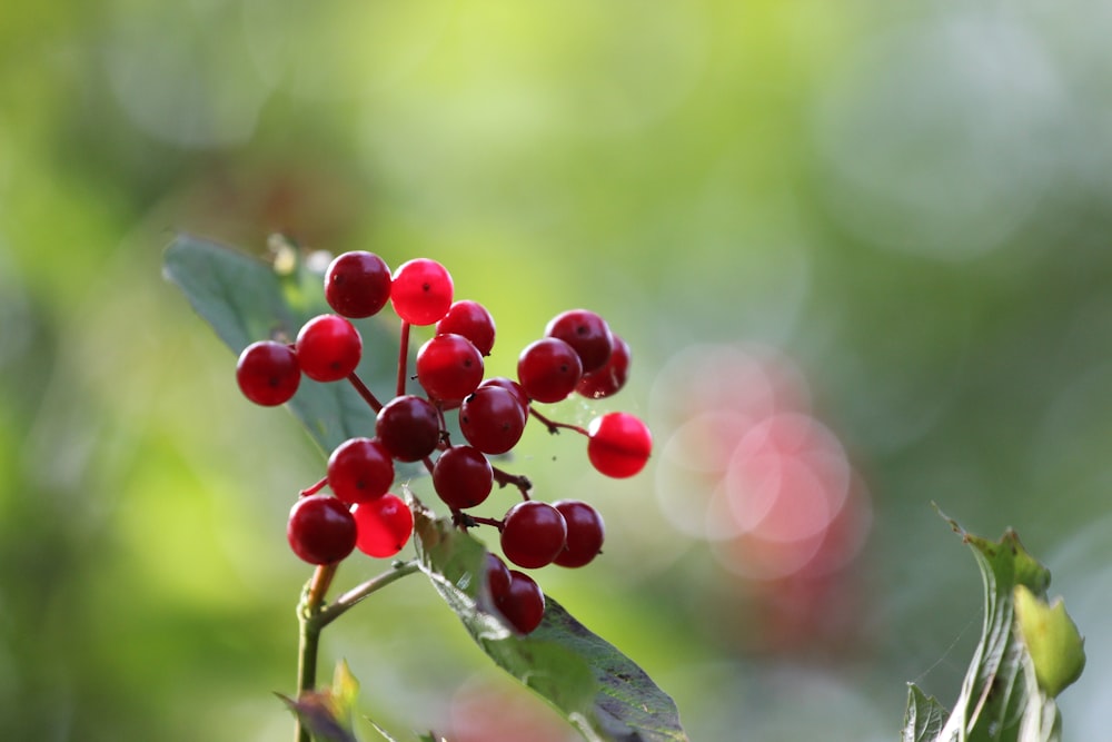 a close up of berries on a tree branch