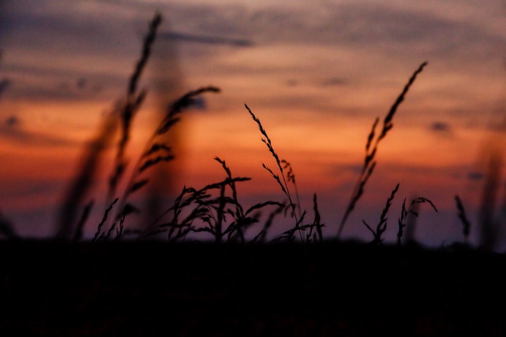 la silueta de la hierba alta contra una puesta de sol