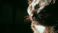 A serene moment of a cat napping in the sun.