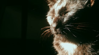 A serene close-up of a cat resting comfortably in a sunlit room.