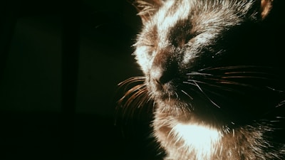 A serene close-up of a cat resting comfortably in a sunlit room.