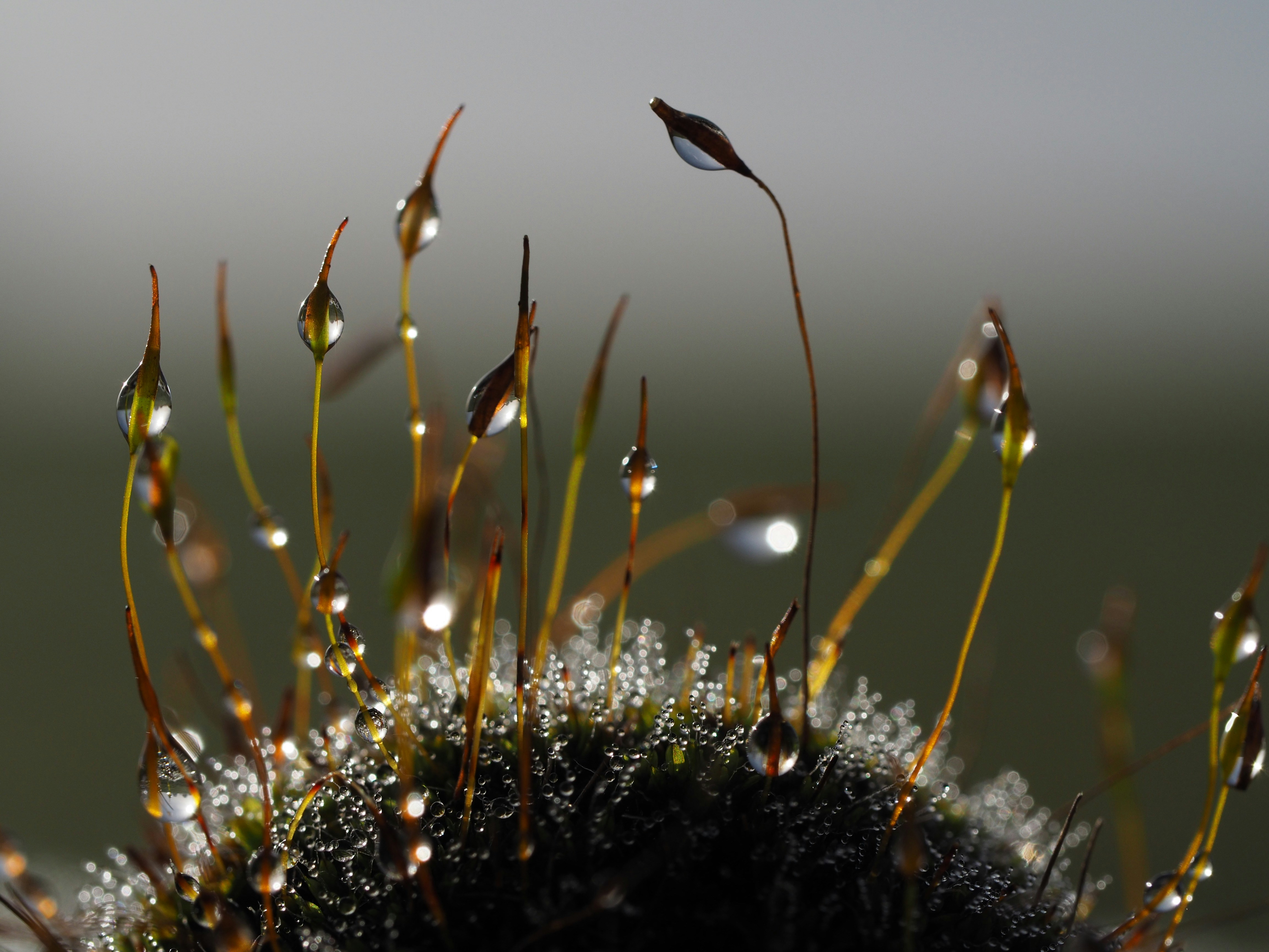 a close up of a plant with drops of water on it