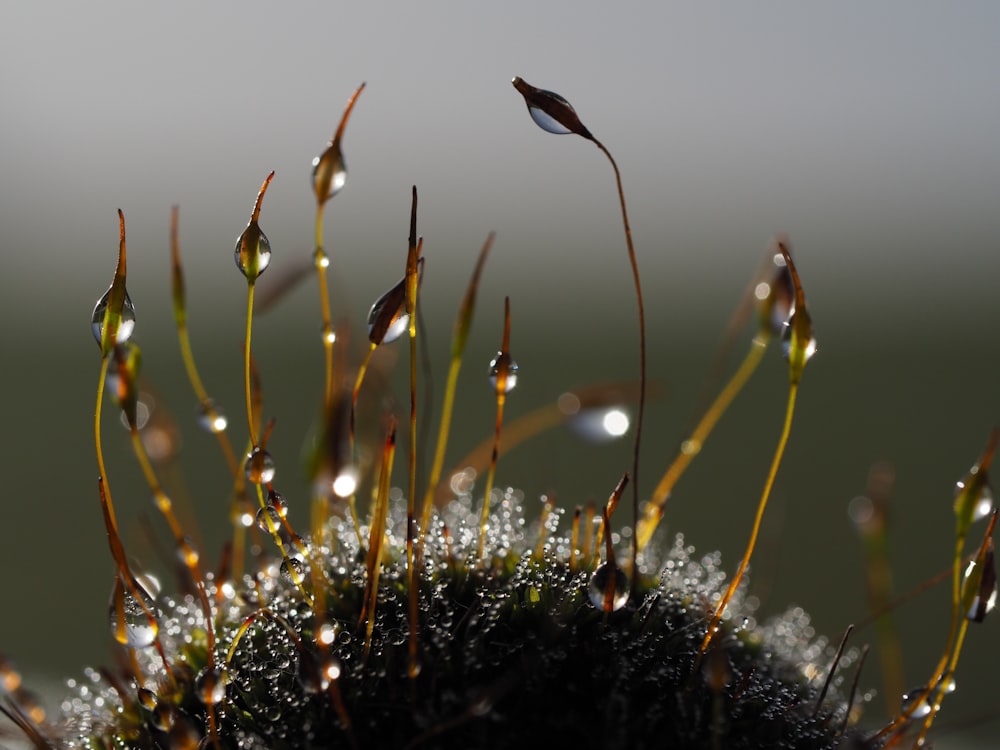 a close up of a plant with drops of water on it