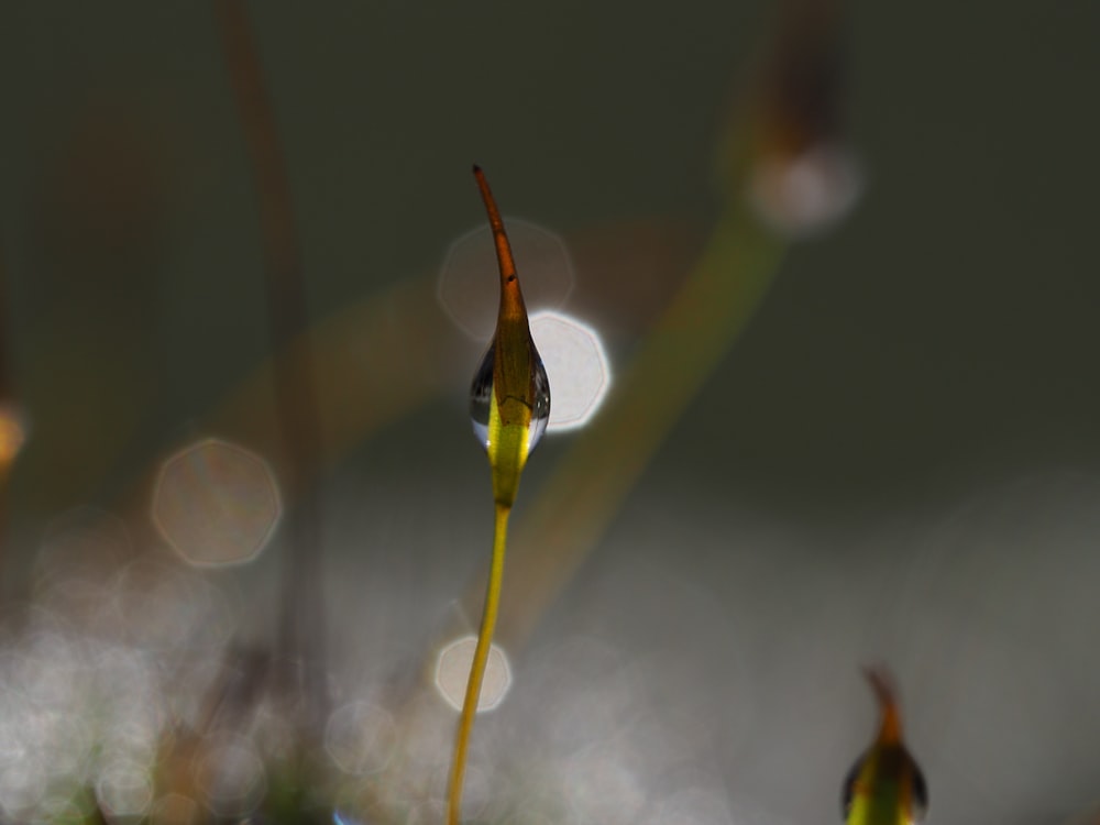a close up of a plant with a blurry background