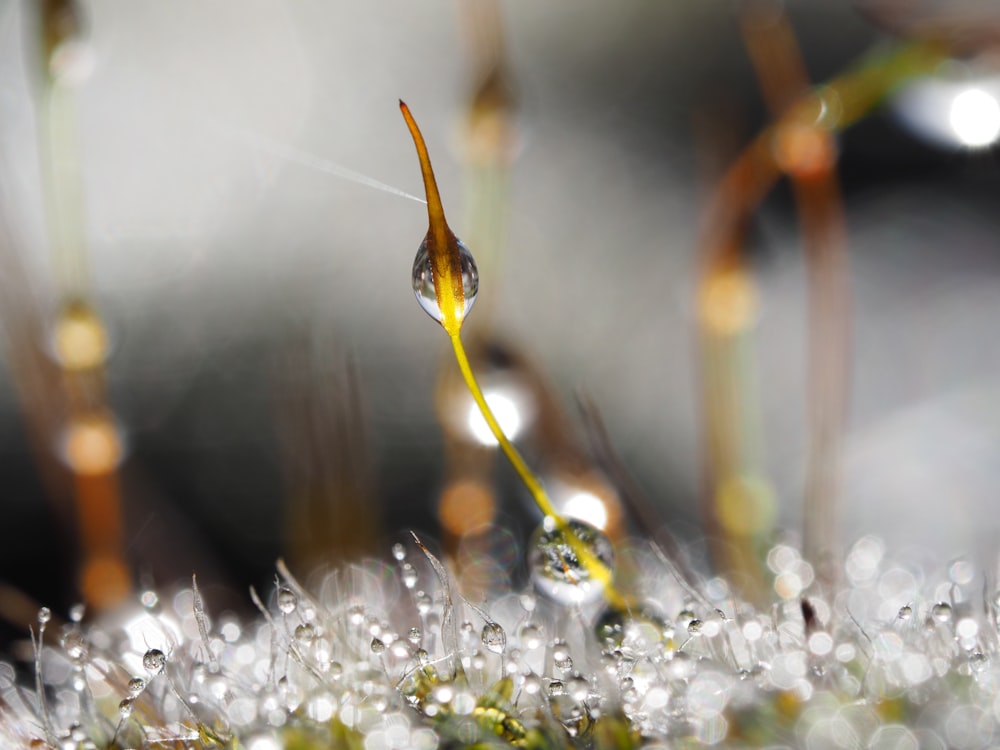 a close up of a plant with drops of water on it