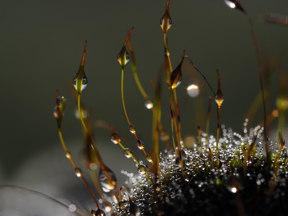 a close up of a plant with drops of water on it