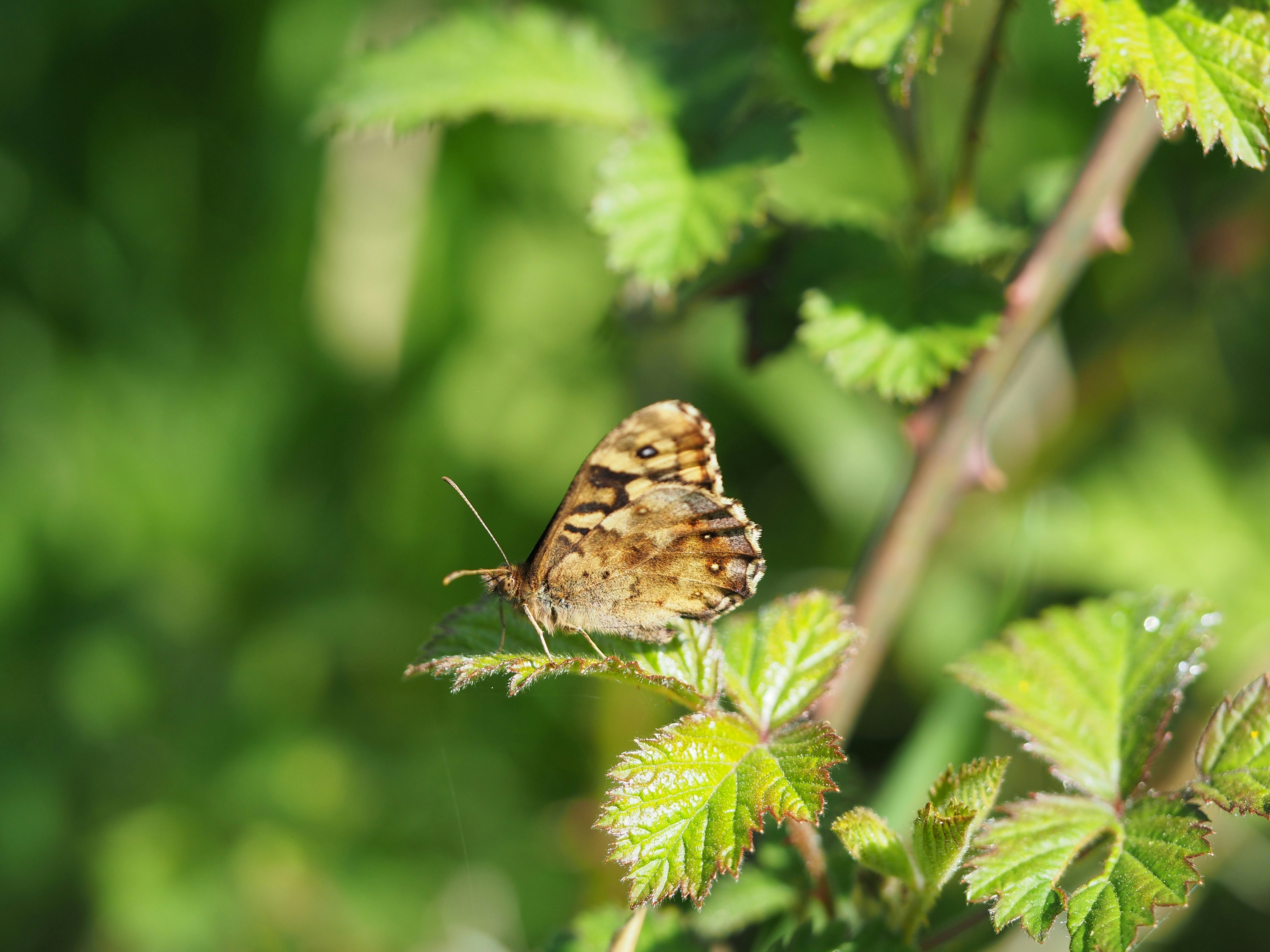 a butterfly sitting on top of a green leaf