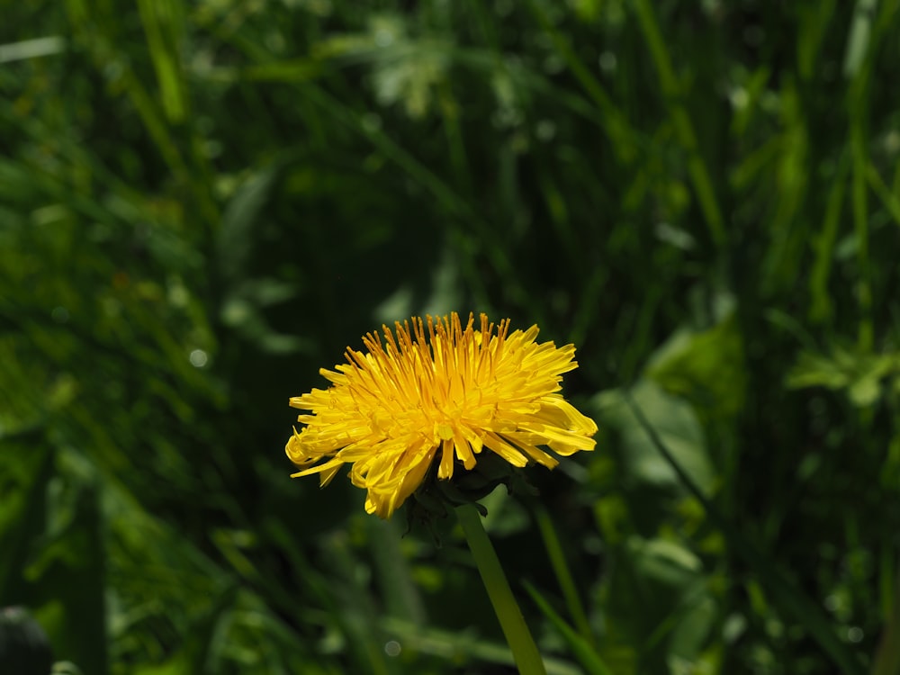 a yellow dandelion in a field of green grass