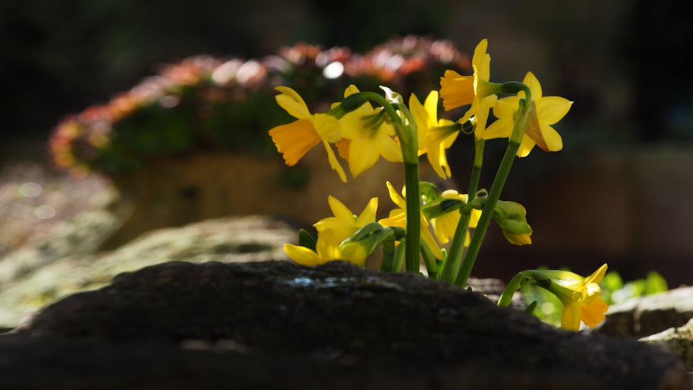 a bunch of yellow flowers sitting on top of a rock