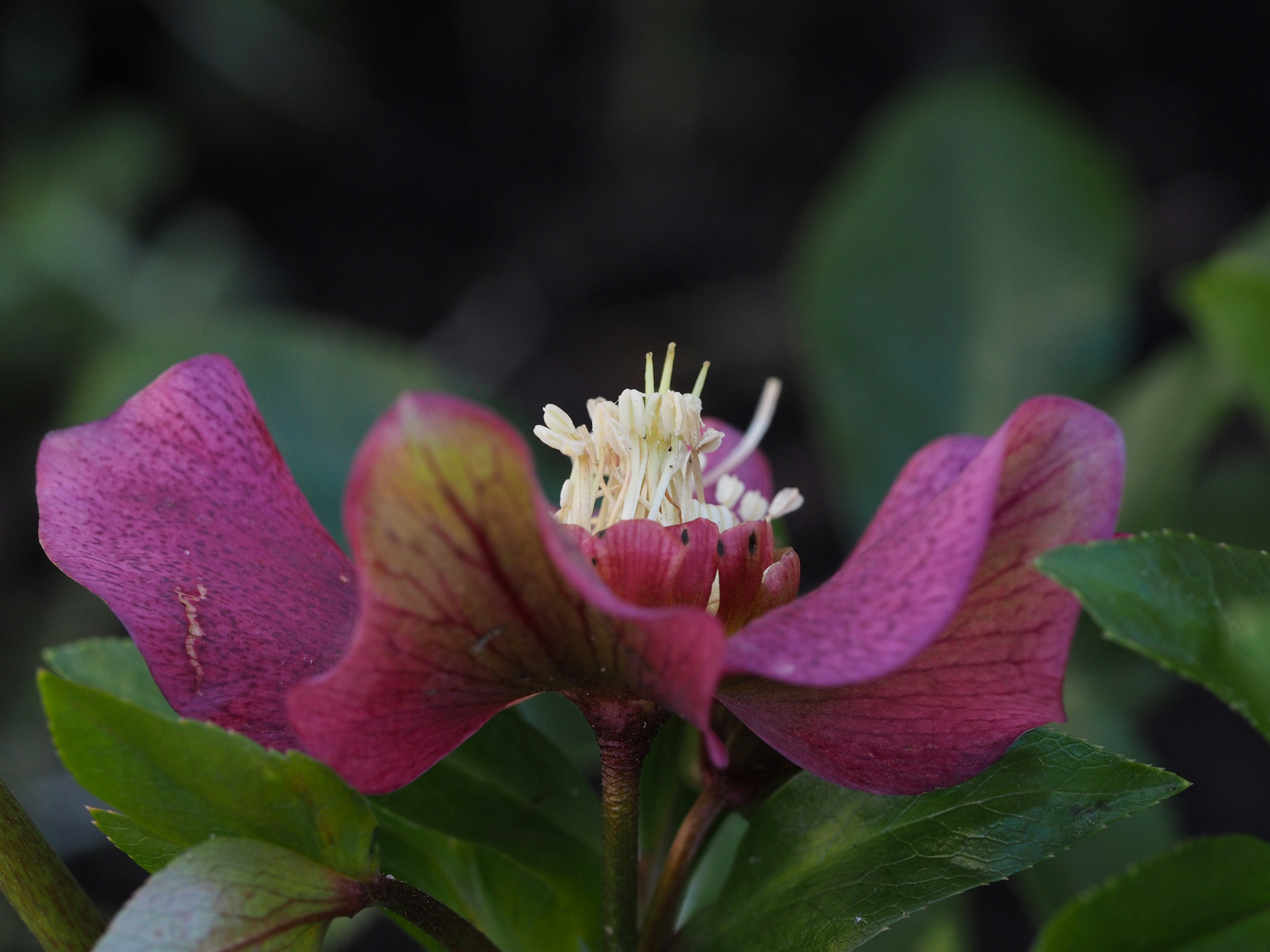 a close up of a purple flower with green leaves