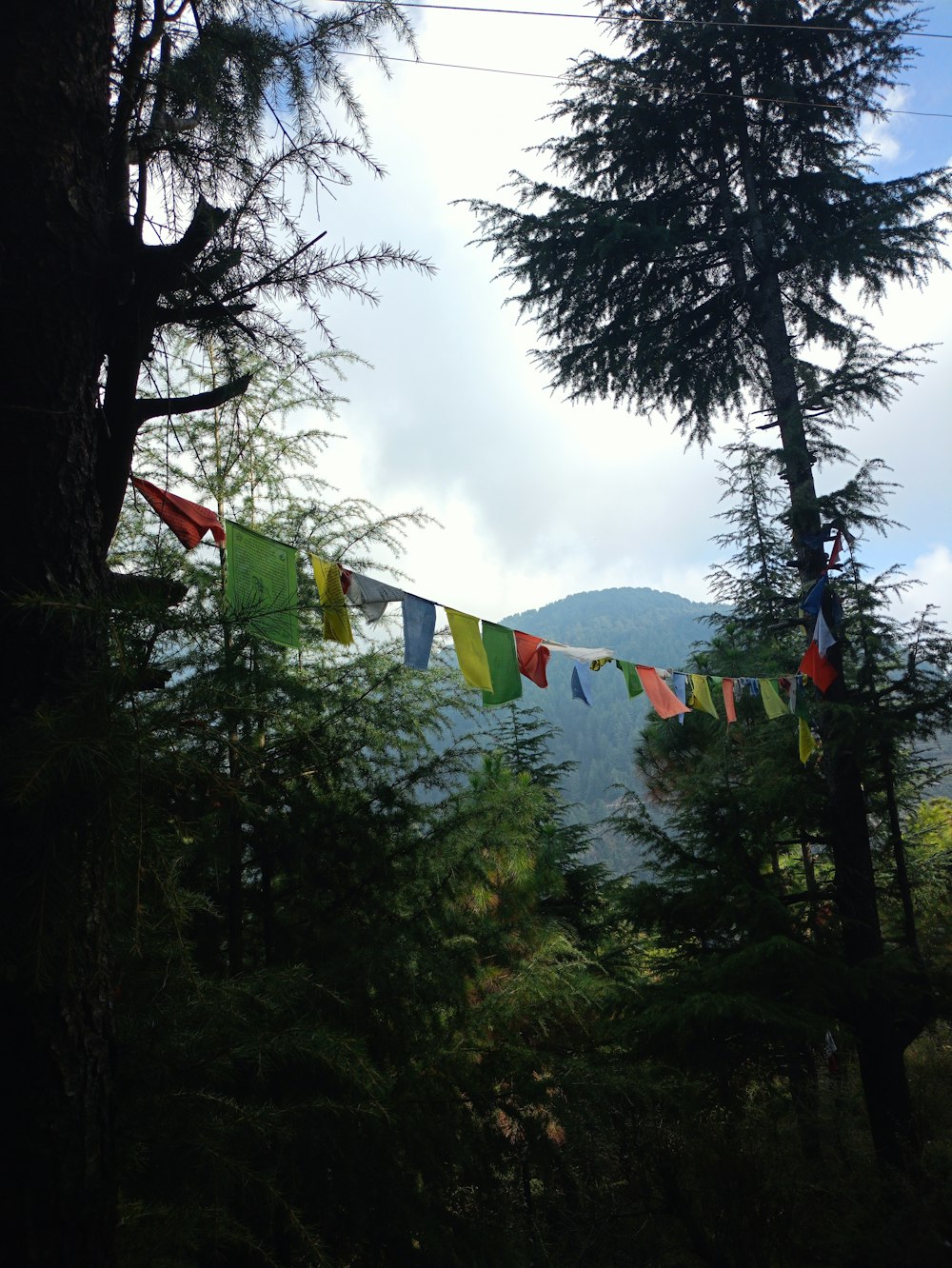 a bunch of flags hanging from a line in a forest