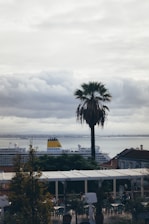 A large cruise ship is docked near a waterfront, with a prominent palm tree in the foreground. The sky is overcast, and there are clouds above the water. The scene also includes some foliage and a small outdoor cafe with people seated at tables under a pergola.