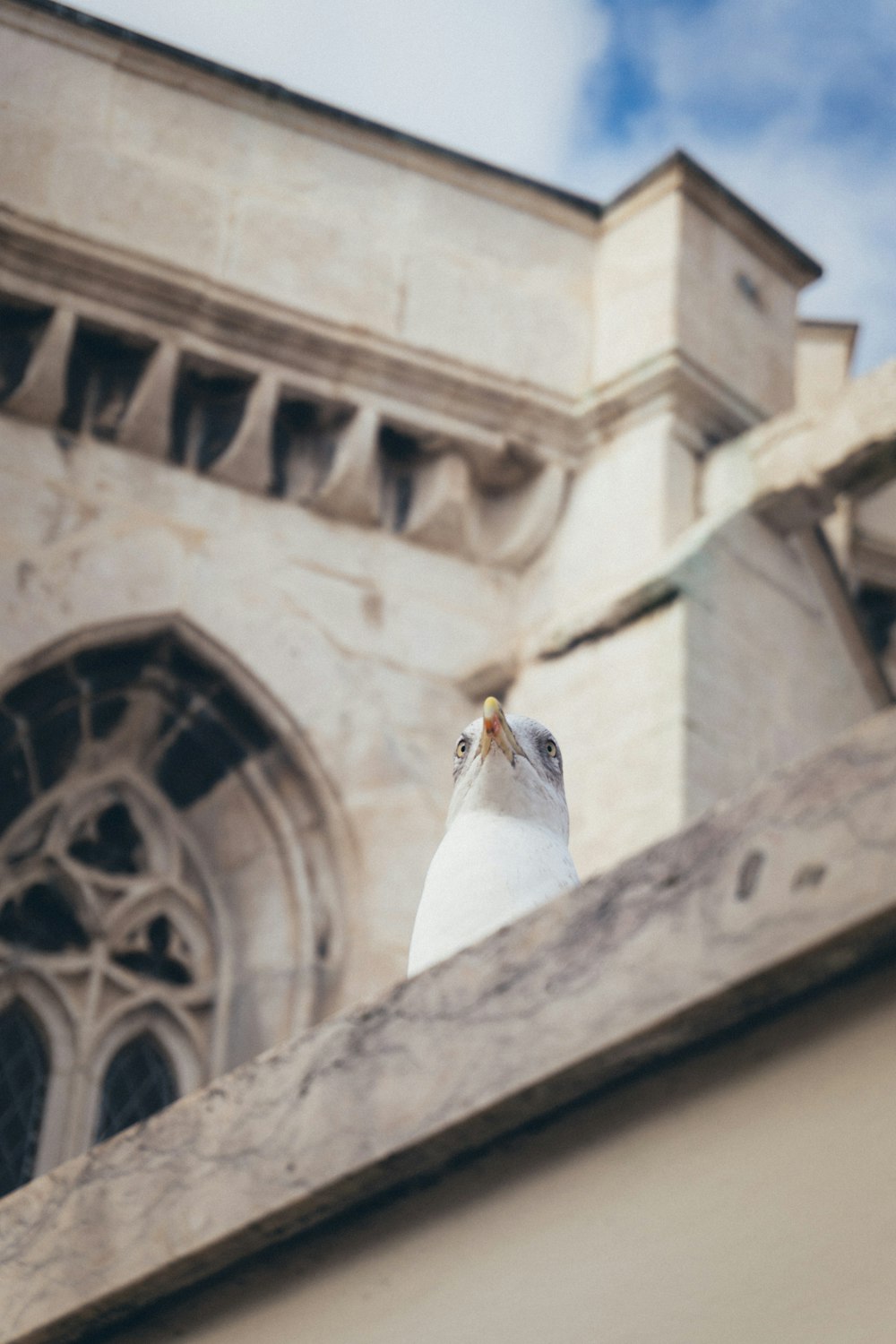 a white bird sitting on top of a building