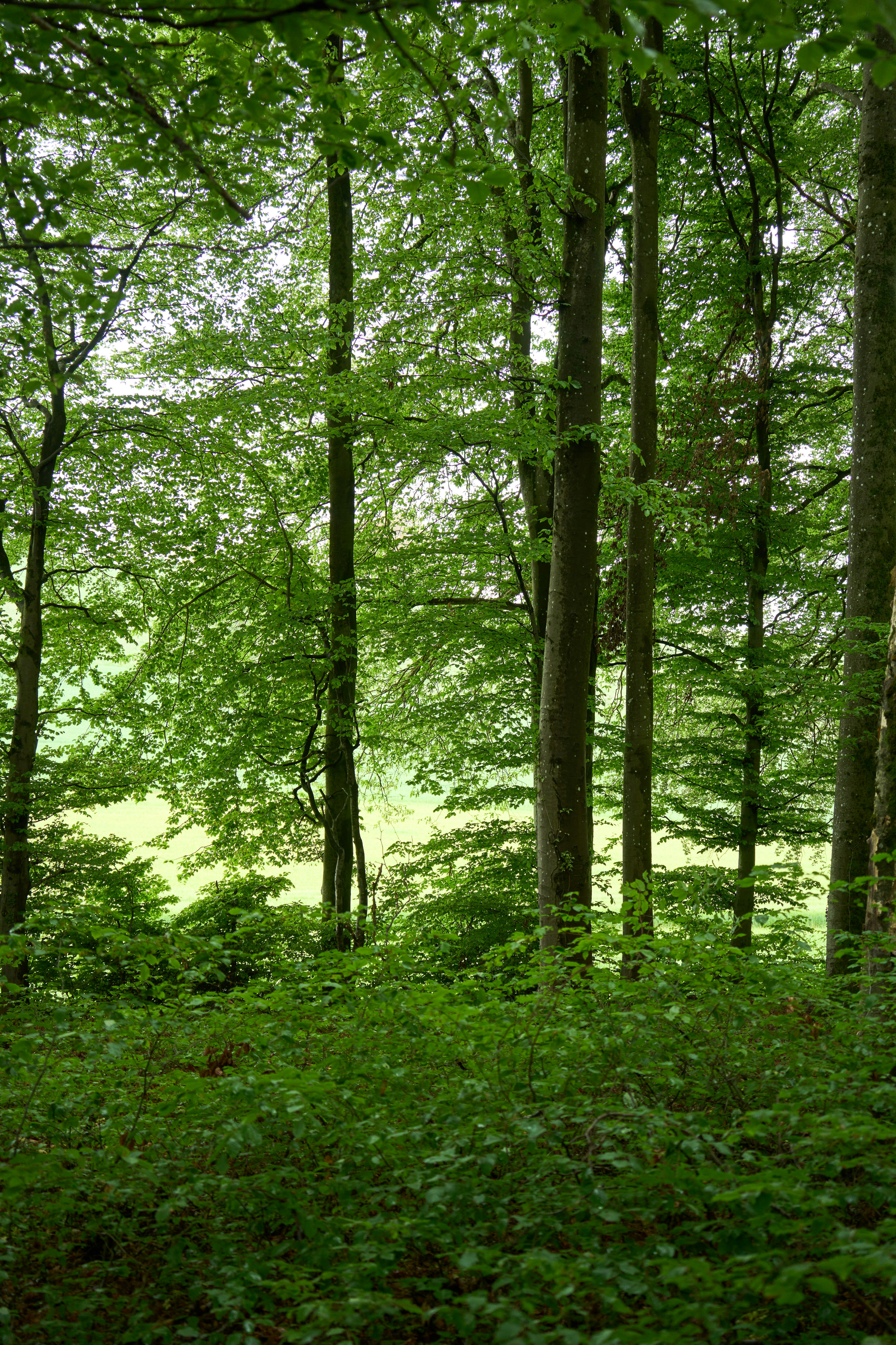 Photo by wolfgang_hasselmann