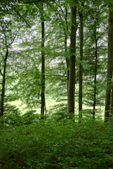 A lush green forest canopy with sunlight filtering through the leaves.