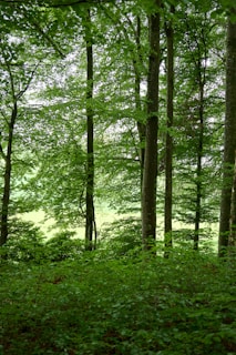 A lush green forest with sunlight filtering through the leaves.