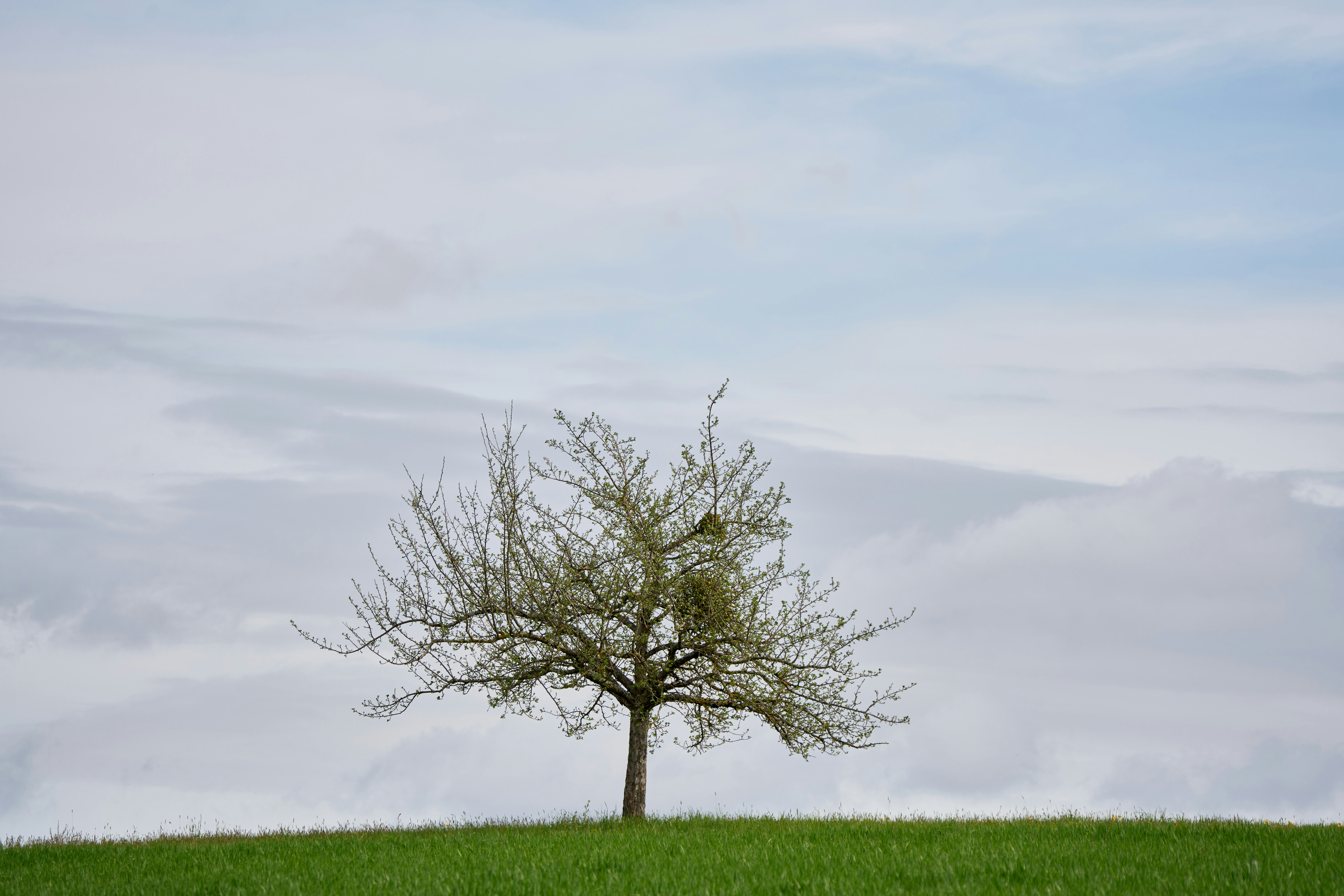 Photo by wolfgang_hasselmann