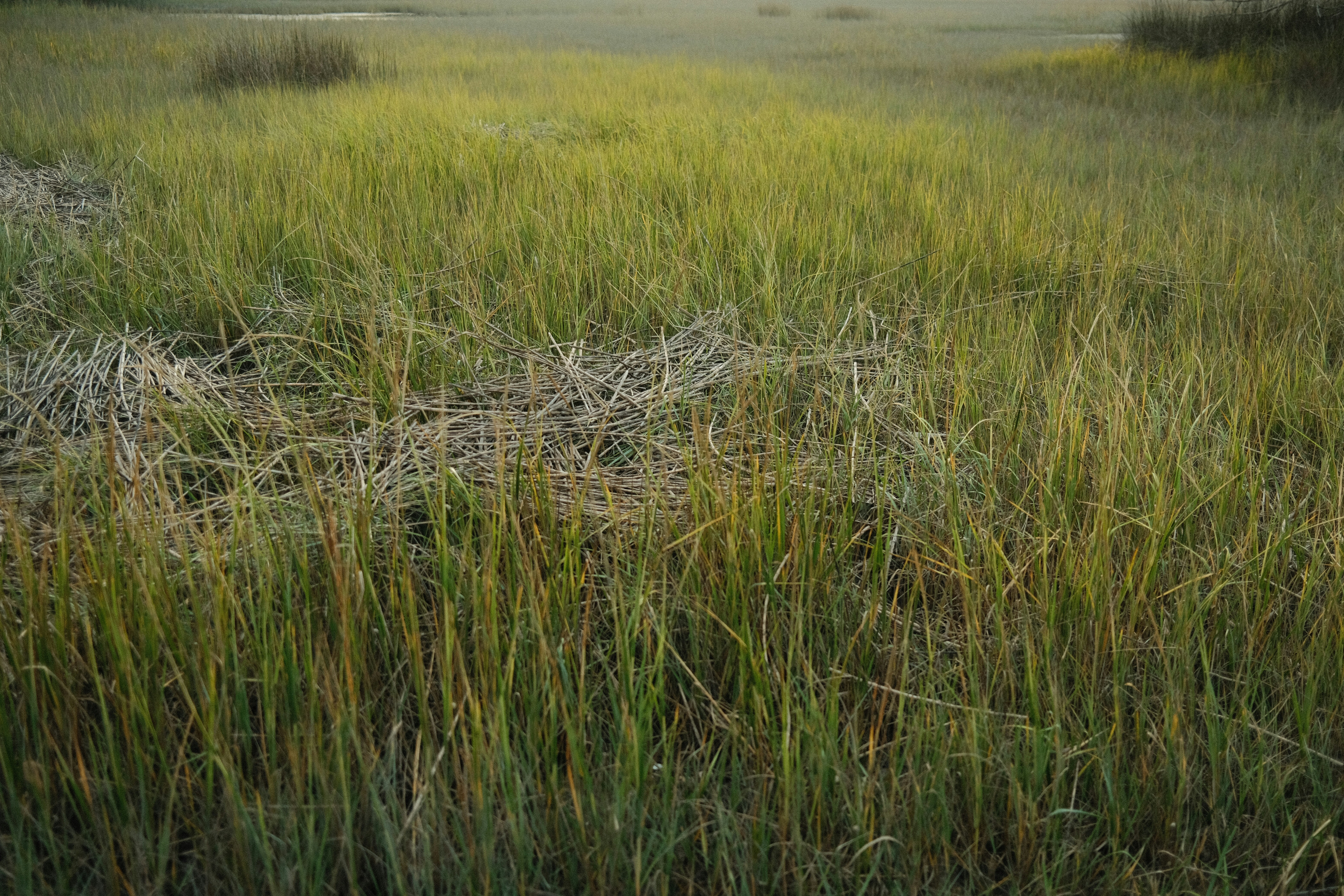 a field of tall grass with a foggy sky in the background
