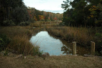a body of water surrounded by trees and grass