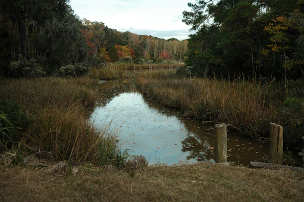 a body of water surrounded by trees and grass