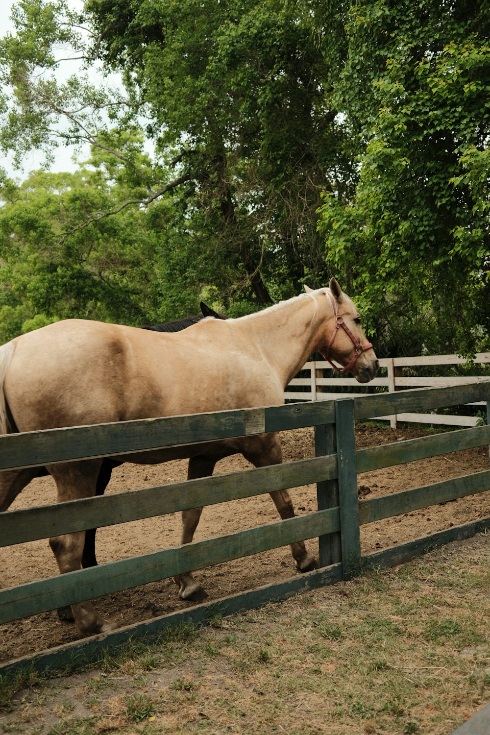 a horse walking in a fenced in area