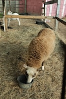 Inside a farm pen, a sheep with a thick, brown wool coat is eating from a bowl on the ground. In the background, a white goat stands near the fence of the pen. The ground is covered with hay, and the pen is enclosed by a wire fence and wooden posts. The setting appears rustic with a red and white building in the background.