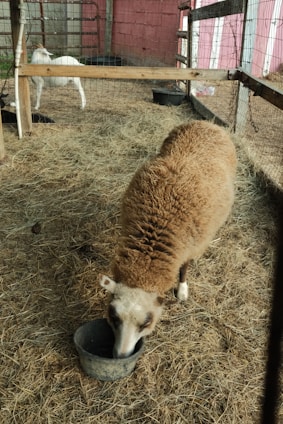 Inside a farm pen, a sheep with a thick, brown wool coat is eating from a bowl on the ground. In the background, a white goat stands near the fence of the pen. The ground is covered with hay, and the pen is enclosed by a wire fence and wooden posts. The setting appears rustic with a red and white building in the background.