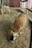 Inside a farm pen, a sheep with a thick, brown wool coat is eating from a bowl on the ground. In the background, a white goat stands near the fence of the pen. The ground is covered with hay, and the pen is enclosed by a wire fence and wooden posts. The setting appears rustic with a red and white building in the background.
