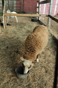 Inside a farm pen, a sheep with a thick, brown wool coat is eating from a bowl on the ground. In the background, a white goat stands near the fence of the pen. The ground is covered with hay, and the pen is enclosed by a wire fence and wooden posts. The setting appears rustic with a red and white building in the background.