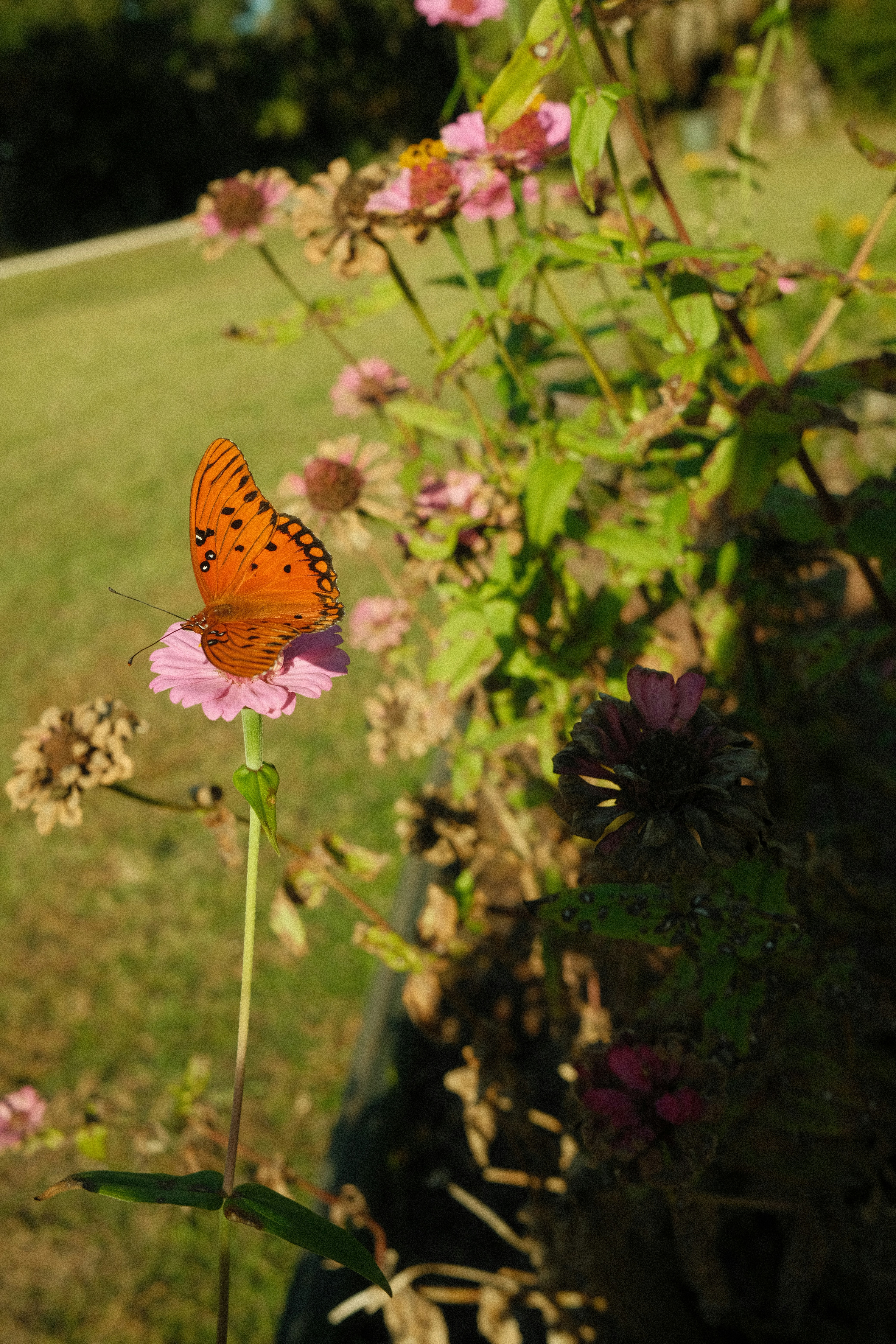 a butterfly sitting on top of a pink flower