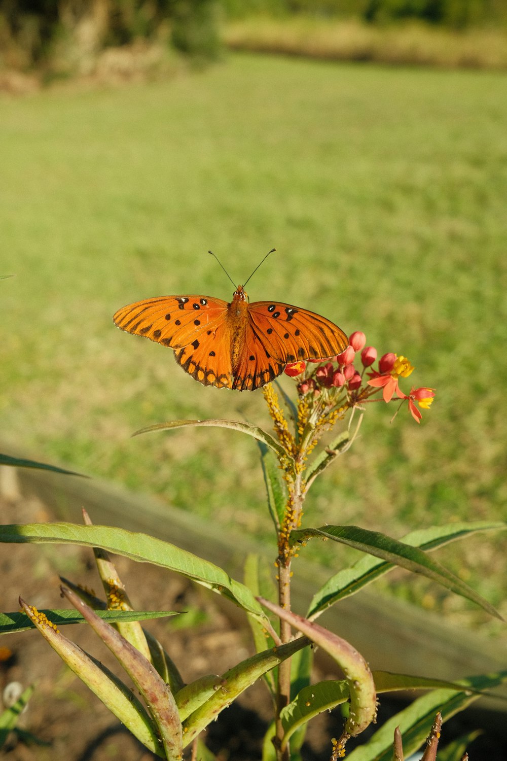 a large orange butterfly sitting on top of a flower