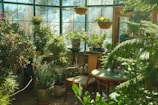 Sunlight streaming through green leaves and hanging plants inside a cozy rustic flower shop.