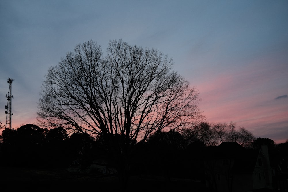 a tree is silhouetted against a pink and blue sky