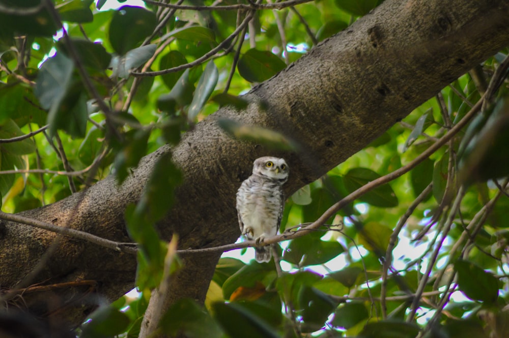 un pequeño búho sentado en la rama de un árbol