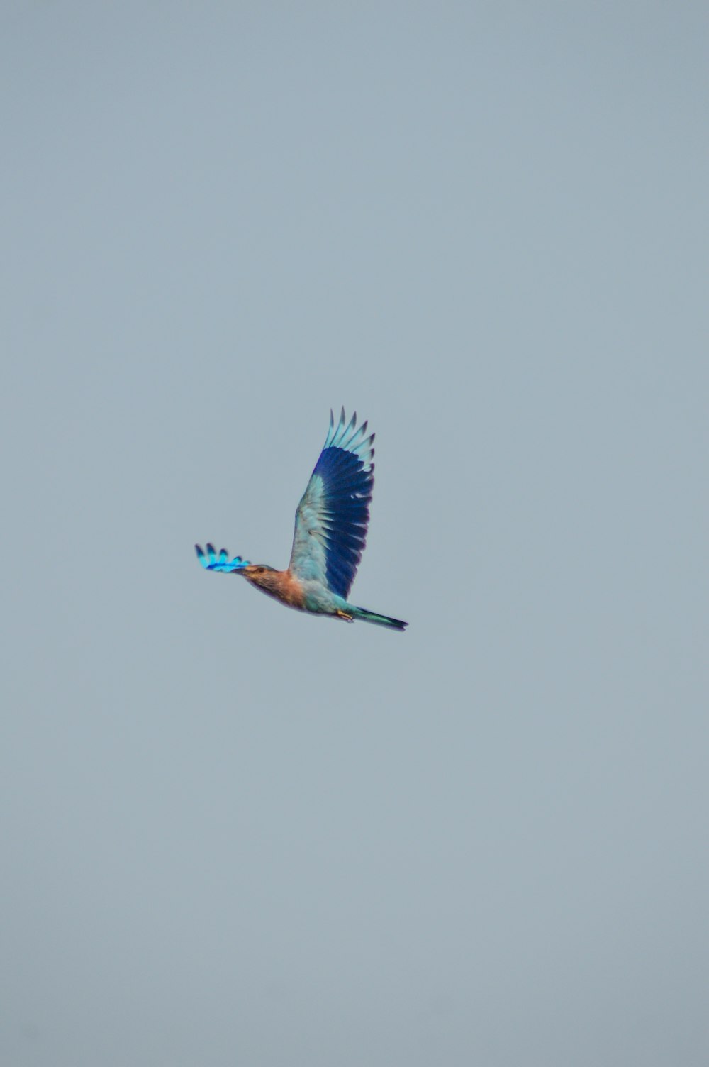 a blue bird flying through a gray sky