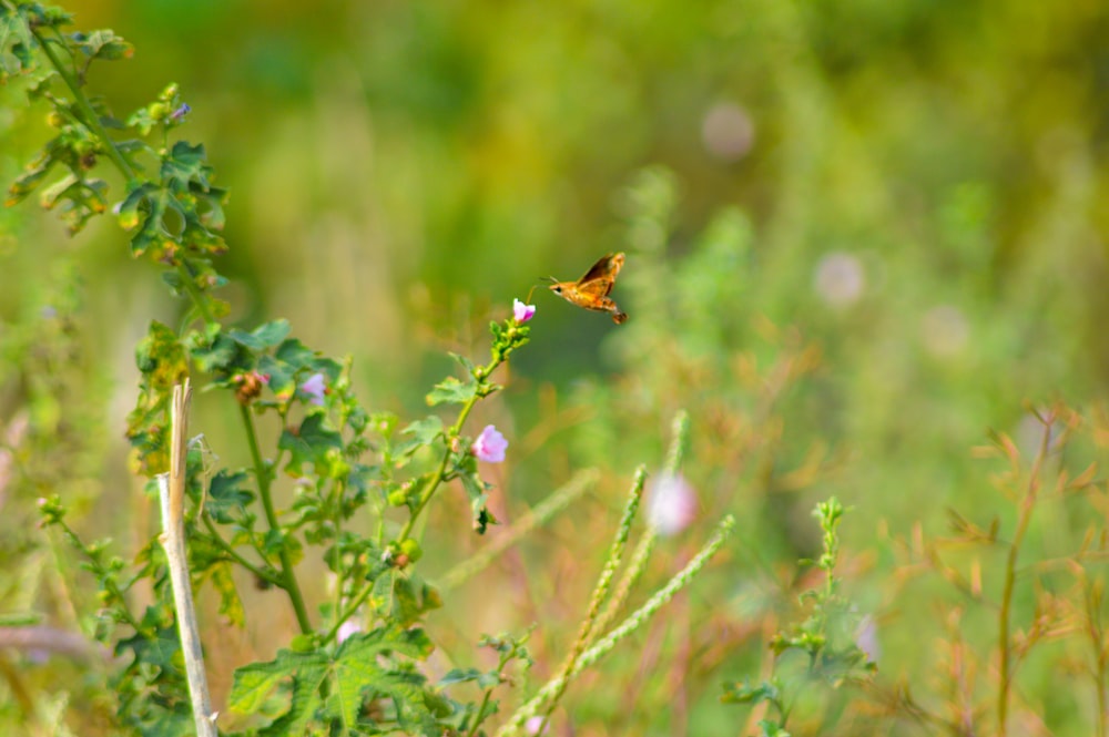 초록색 식물 위에 앉아있는 작은 주황색 나비
