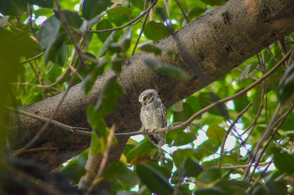 un búho sentado en la rama de un árbol