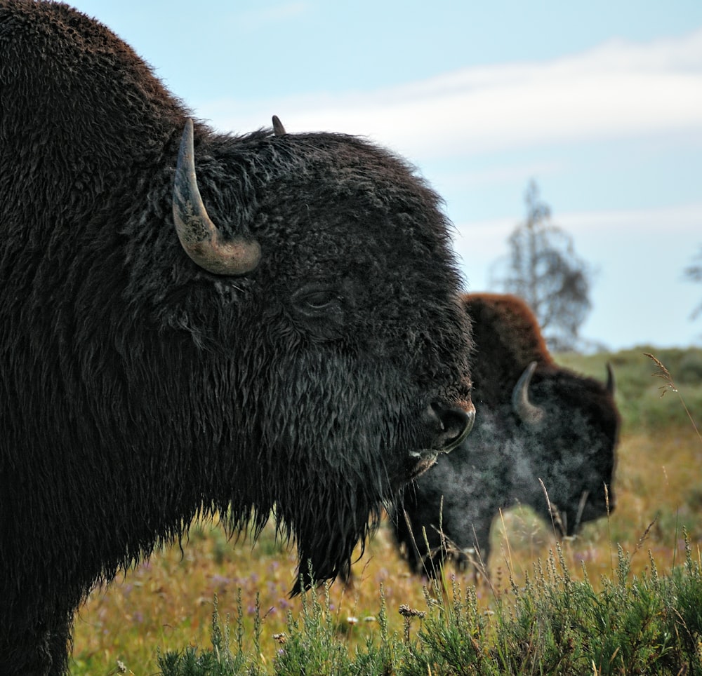 a couple of bison standing on top of a grass covered field