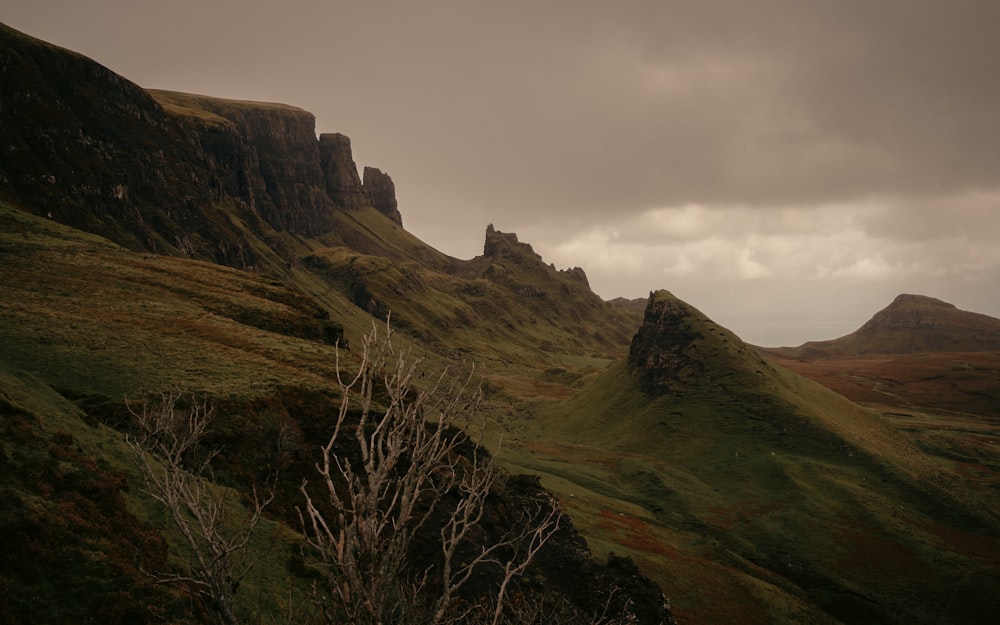 a grassy hill with a few trees on it