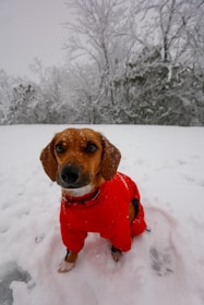 A dog wearing a bright red coat sits in a snowy landscape, surrounded by snow-covered trees. The dog's expression is calm and curious, with its ears perked up and a few snowflakes visible on its fur.