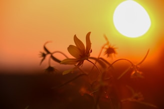 A beautiful sunset backdrop with silhouettes of flowers.