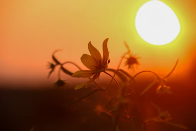 the sun is setting over a field of wildflowers